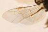 Evylaeus sp.